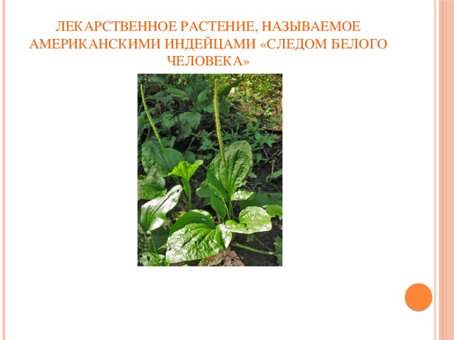 Лекарственное растение, называемое американскими индейцами «следом белого человека»