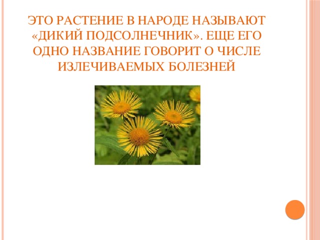 Это растение в народе называют «дикий подсолнечник». Еще его одно название говорит о числе излечиваемых болезней