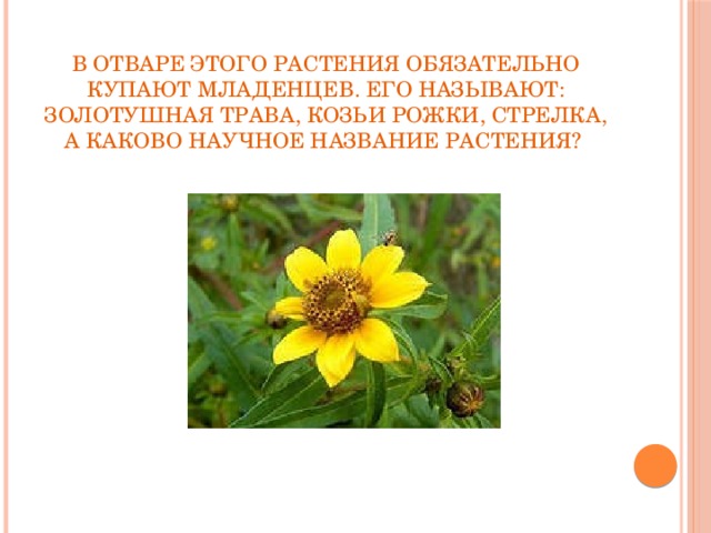 В отваре этого растения обязательно купают младенцев. Его называют: золотушная трава, козьи рожки, стрелка, а каково научное название растения?
