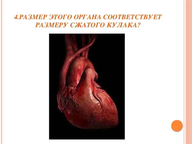 4.Размер этого органа соответствует размеру сжатого кулака?
