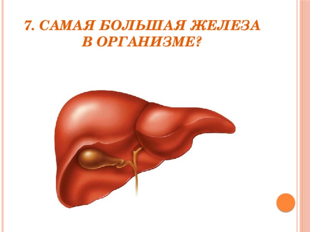 7. Самая большая железа в организме?