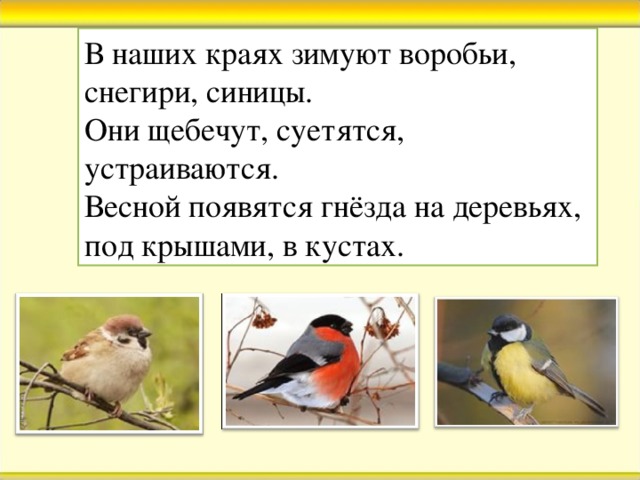 В наших краях зимуют воробьи, снегири, синицы. Они щебечут, суетятся, устраиваются. Весной появятся гнёзда на деревьях, под крышами, в кустах.