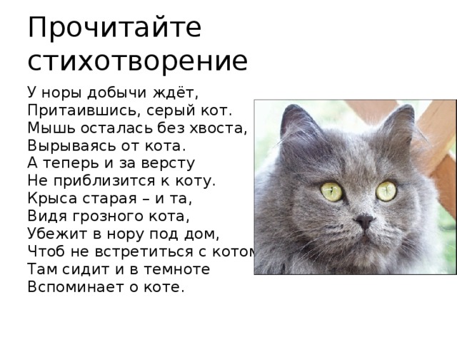 Прочитайте стихотворение У норы добычи ждёт, Притаившись, серый кот. Мышь осталась без хвоста, Вырываясь от кота. А теперь и за версту Не приблизится к коту. Крыса старая – и та, Видя грозного кота, Убежит в нору под дом, Чтоб не встретиться с котом. Там сидит и в темноте Вспоминает о коте. 