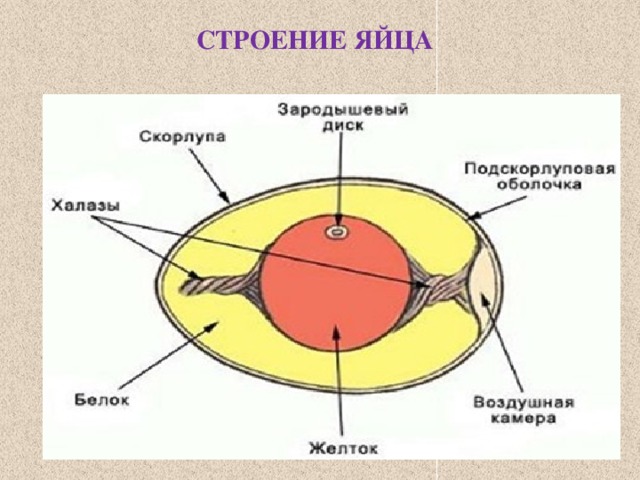 СТРОЕНИЕ ЯЙЦА 