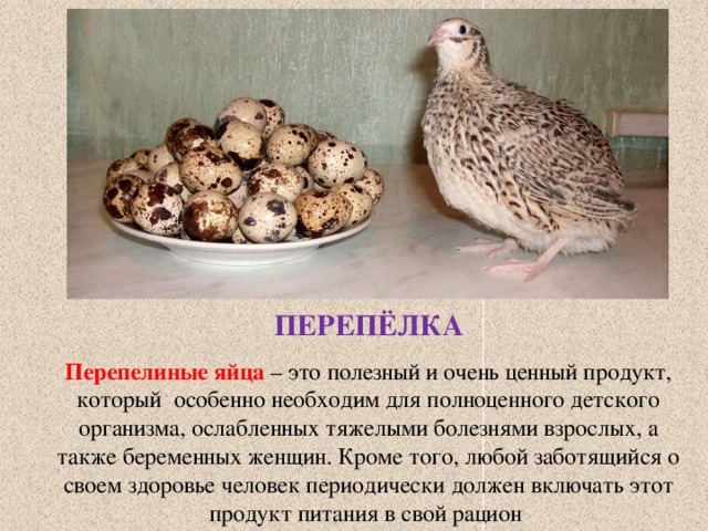 ПЕРЕПЁЛКА Перепелиные яйца – это полезный и очень ценный продукт, который особенно необходим для полноценного детского организма, ослабленных тяжелыми болезнями взрослых, а также беременных женщин. Кроме того, любой заботящийся о своем здоровье человек периодически должен включать этот продукт питания в свой рацион 