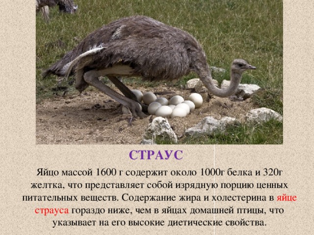 СТРАУС Яйцо массой 1600 г содержит около 1000г белка и 320г желтка, что представляет собой изрядную порцию ценных питательных веществ. Содержание жира и холестерина в яйце страуса гораздо ниже, чем в яйцах домашней птицы, что указывает на его высокие диетические свойства. 