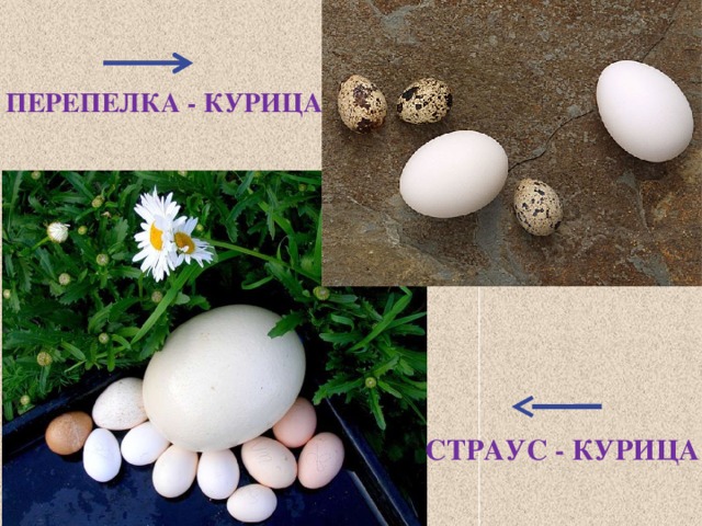 ПЕРЕПЕЛКА - КУРИЦА СТРАУС - КУРИЦА 