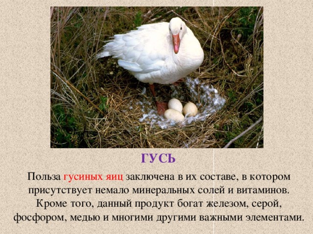 ГУСЬ Польза гусиных яиц заключена в их составе, в котором присутствует немало минеральных солей и витаминов. Кроме того, данный продукт богат железом, серой, фосфором, медью и многими другими важными элементами. 