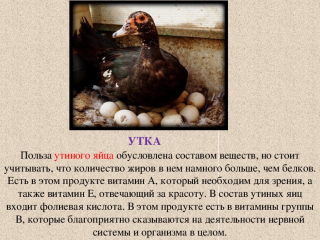 УТКА Польза утиного яйца обусловлена составом веществ, но стоит учитывать, что количество жиров в нем намного больше, чем белков. Есть в этом продукте витамин А, который необходим для зрения, а также витамин Е, отвечающий за красоту. В состав утиных яиц входит фолиевая кислота. В этом продукте есть в витамины группы В, которые благоприятно сказываются на деятельности нервной системы и организма в целом. 