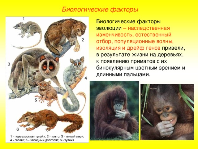 Биологические факторы Биологические факторы эволюции – наследственная изменчивость, естественный отбор, популяционные волны, изоляция и дрейф генов привели, в результате жизни на деревьях, к появлению приматов с их бинокулярным цветным зрением и длинными пальцами.  