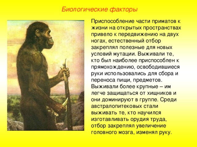 Биологические факторы Приспособление части приматов к жизни на открытых пространствах привело к передвижению на двух ногах, естественный отбор закреплял полезные для новых условий мутации. Выживали те, кто был наиболее приспособлен к прямохождению, освободившиеся руки использовались для сбора и переноса пищи, предметов. Выживали более крупные – им легче защищаться от хищников и они доминируют в группе. Среди австралопитековых стали выживать те, кто научился изготавливать орудия труда, отбор закреплял увеличение головного мозга, изменял руку.  