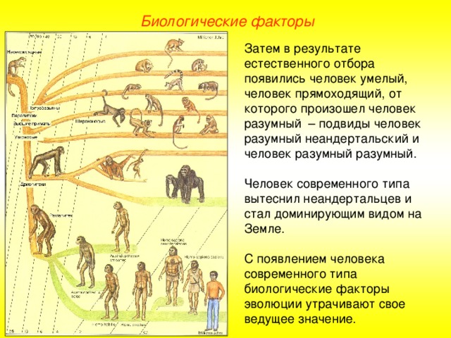 Биологические факторы Затем в результате естественного отбора появились человек умелый, человек прямоходящий, от которого произошел человек разумный – подвиды человек разумный неандертальский и человек разумный разумный. Человек современного типа вытеснил неандертальцев и стал доминирующим видом на Земле. С появлением человека современного типа биологические факторы эволюции утрачивают свое ведущее значение.  