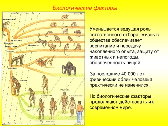 Биологические факторы Уменьшается ведущая роль естественного отбора, жизнь в обществе обеспечивает воспитание и передачу накопленного опыта, защиту от животных и непогоды, обеспеченность пищей. За последние 40 000 лет физический облик человека практически не изменился. Но биологические факторы продолжают действовать и в современном мире.  