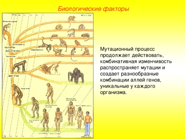 Биологические факторы Мутационный процесс продолжает действовать, комбинативная изменчивость распространяет мутации и создает разнообразные комбинации аллей генов, уникальные у каждого организма.  