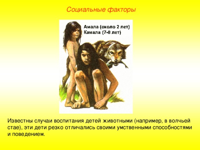 Социальные факторы Известны случаи воспитания детей животными (например, в волчьей стае), эти дети резко отличались своими умственными способностями и поведением.  