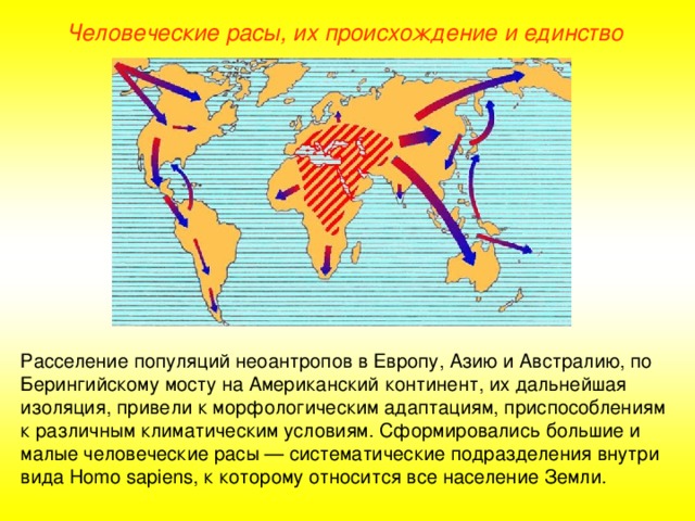 Человеческие расы, их происхождение и единство Расселение популяций неоантропов в Европу, Азию и Австралию, по Берингийскому мосту на Американский континент, их дальнейшая изоляция, привели к морфологическим адаптациям, приспособлениям к различным климатическим условиям. Сформировались большие и малые человеческие расы — систематические подразделения внутри вида Homo sapiens , к которому относится все население Земли.  