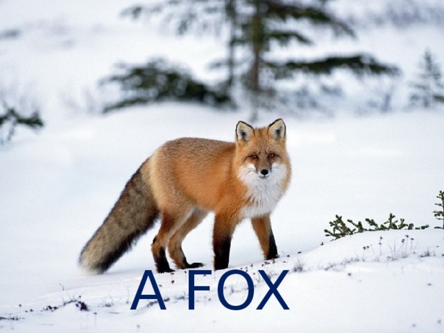 A FOX 
