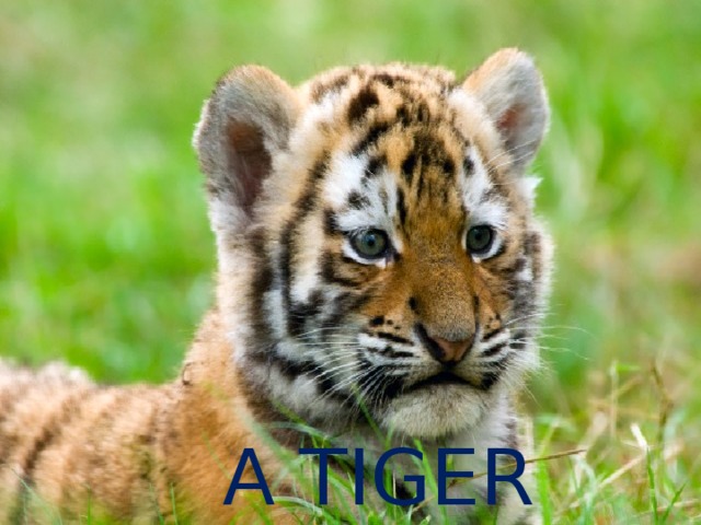 A TIGER 