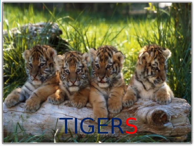 TIGER S 