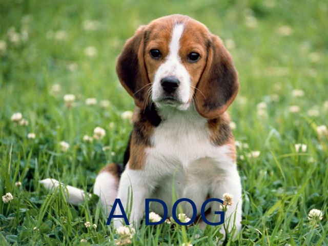 A DOG 