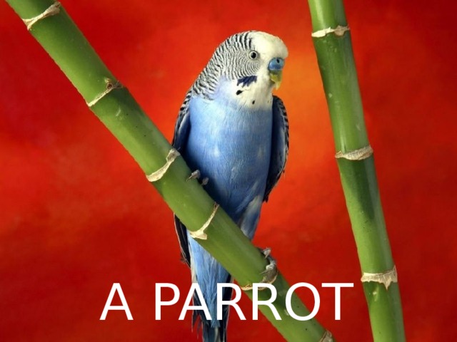 A PARROT 