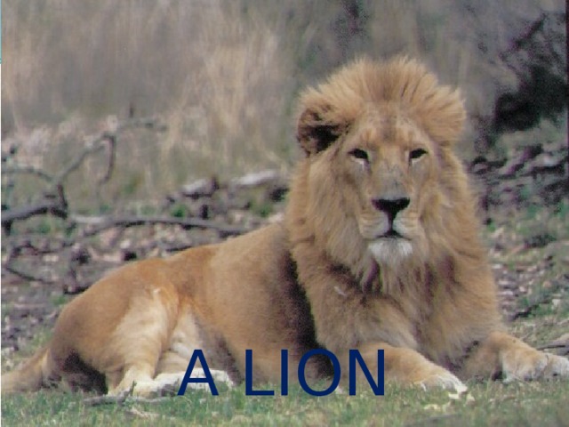 A LION 