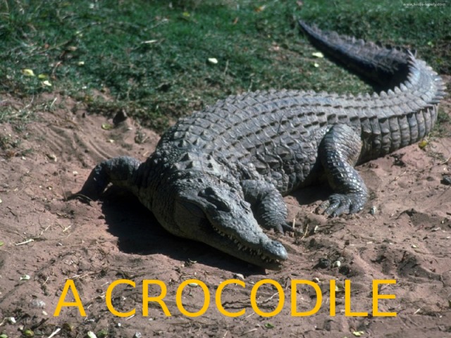 A CROCODILE 