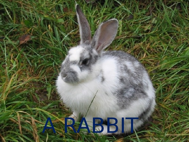 A RABBIT 