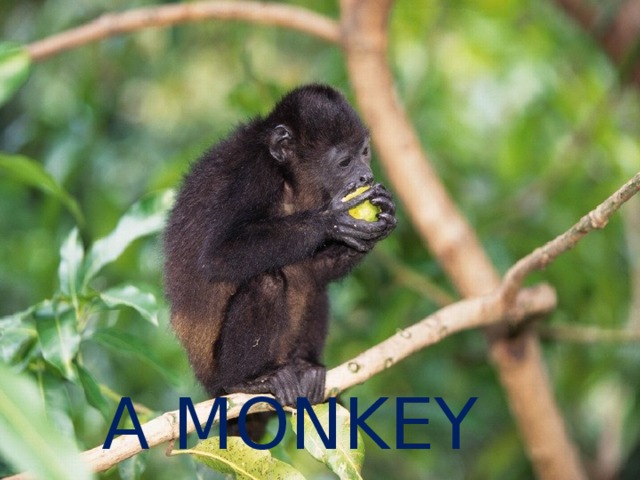 A MONKEY 