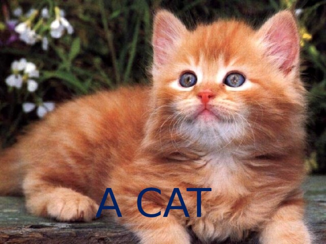A CAT  