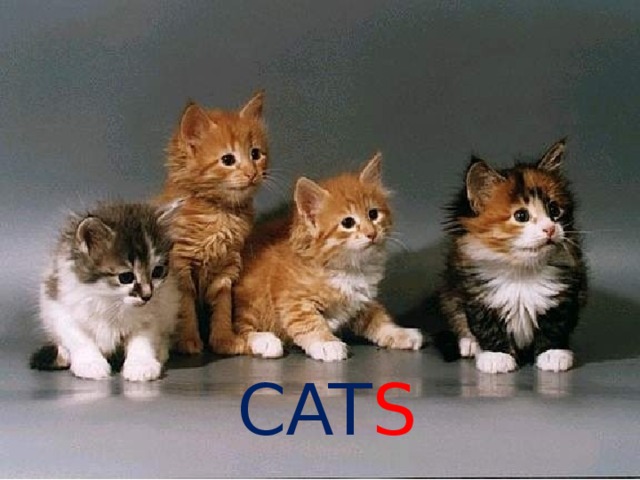 CAT S 