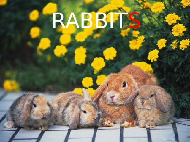 RABBIT S 