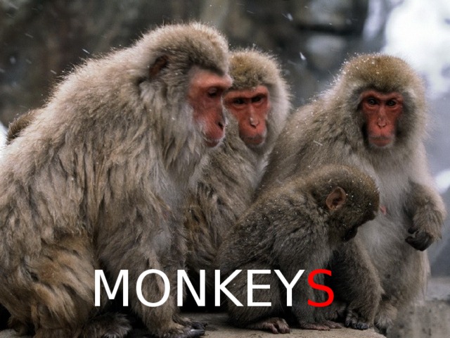 MONKEY S 