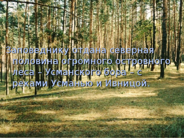Заповеднику отдана северная половина огромного островного леса – Усманского бора – с реками Усманью и Ивницой. 