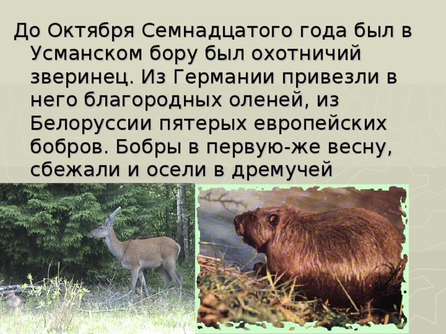 До Октября Семнадцатого года был в Усманском бору был охотничий зверинец. Из Германии привезли в него благородных оленей, из Белоруссии пятерых европейских бобров. Бобры в первую-же весну, сбежали и осели в дремучей ольховой крепи. 
