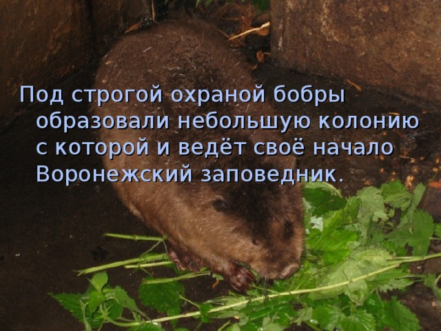 Под строгой охраной бобры образовали небольшую колонию с которой и ведёт своё начало Воронежский заповедник. 