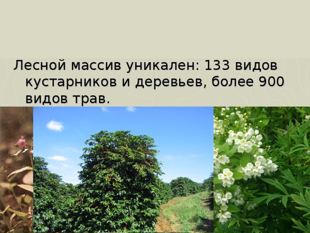 Лесной массив уникален: 133 видов кустарников и деревьев, более 900 видов трав. 