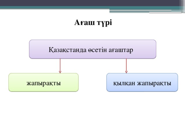 Ағаш түрі Қазақстанда өсетін ағаштар жапырақты қылқан жапырақты 