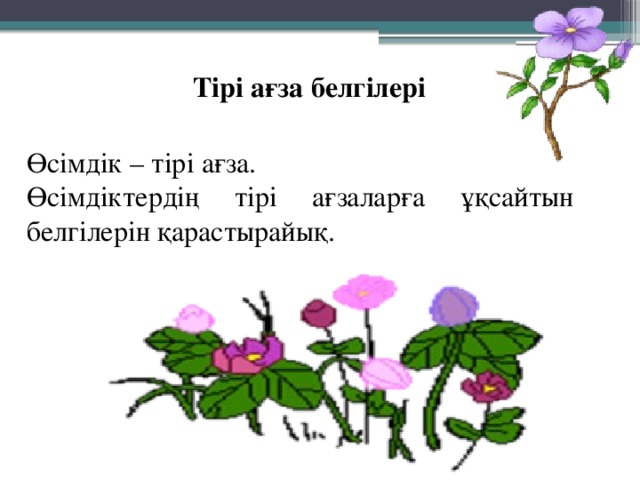 Тірі ағза белгілері Өсімдік – тірі ағза. Өсімдіктердің тірі ағзаларға ұқсайтын белгілерін қарастырайық. 