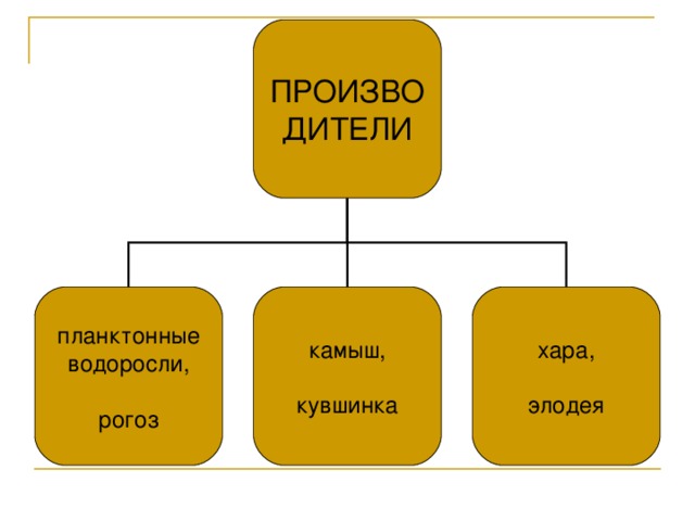 ПРОИЗВО  ДИТЕЛИ планктонные водоросли, рогоз камыш, кувшинка хара, элодея 