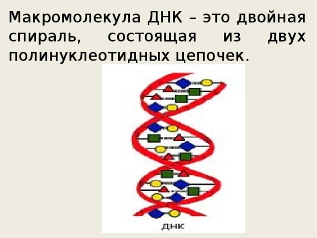  Макромолекула ДНК – это двойная спираль, состоящая из двух полинуклеотидных цепочек. 
