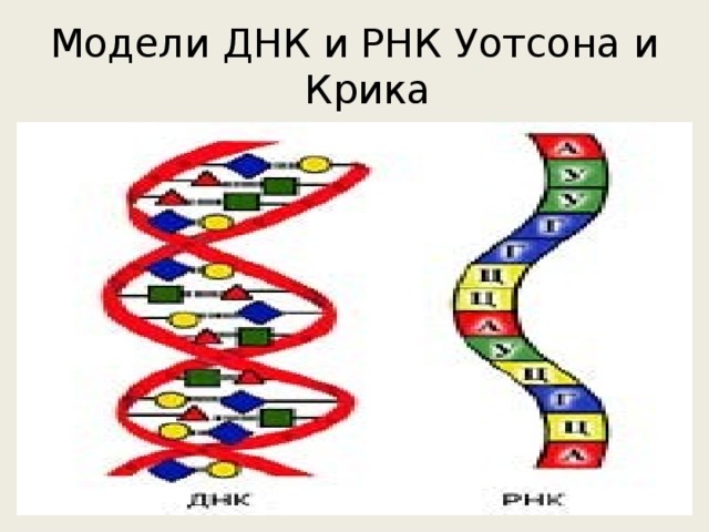 Модели ДНК и РНК Уотсона и Крика 