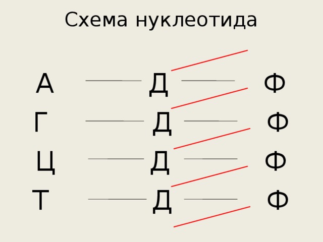 Схема нуклеотида А Д Ф Г Д Ф Ц Д Ф Т Д Ф 