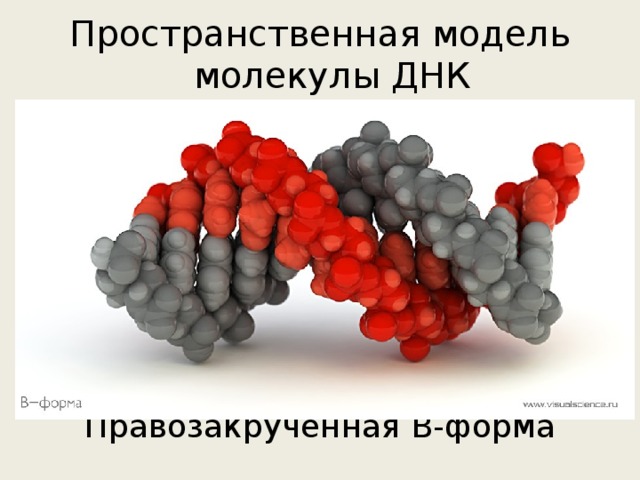 Пространственная модель молекулы ДНК Правозакрученная В-форма 