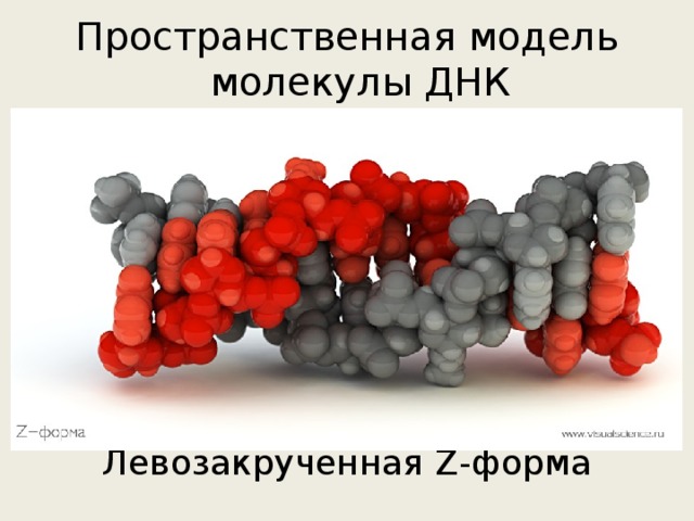 Пространственная модель молекулы ДНК Левозакрученная Z -форма 