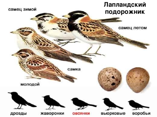 Лапландский подорожник Лапландский подорожник  