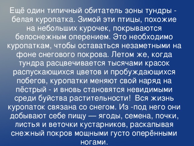 Ещё один типичный обитатель зоны тундры - белая куропатка. Зимой эти птицы, похожие на небольших курочек, покрываются белоснежным оперением. Это необходимо куропаткам, чтобы оставаться незаметными на фоне снегового покрова. Летом же, когда тундра расцвечивается тысячами красок распускающихся цветов и пробуждающихся побегов, куропатки меняют свой наряд на пёстрый - и вновь становятся невидимыми среди буйства растительности! Вся жизнь куропаток связана со снегом. Из -под него они добывают себе пищу — ягоды, семена, почки, листья и веточки кустарников, раскапывая снежный покров мощными густо оперёнными ногами.  