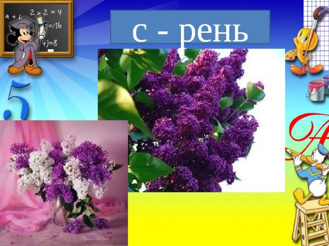 с - рень 