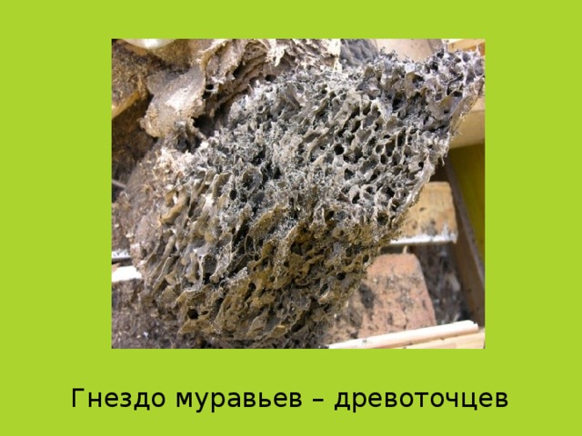 Гнездо муравьев – древоточцев