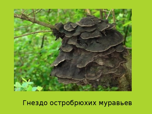 Гнездо остробрюхих муравьев